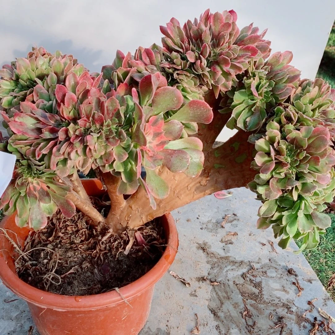 完全开放6247号香妃缀化1颗多肉