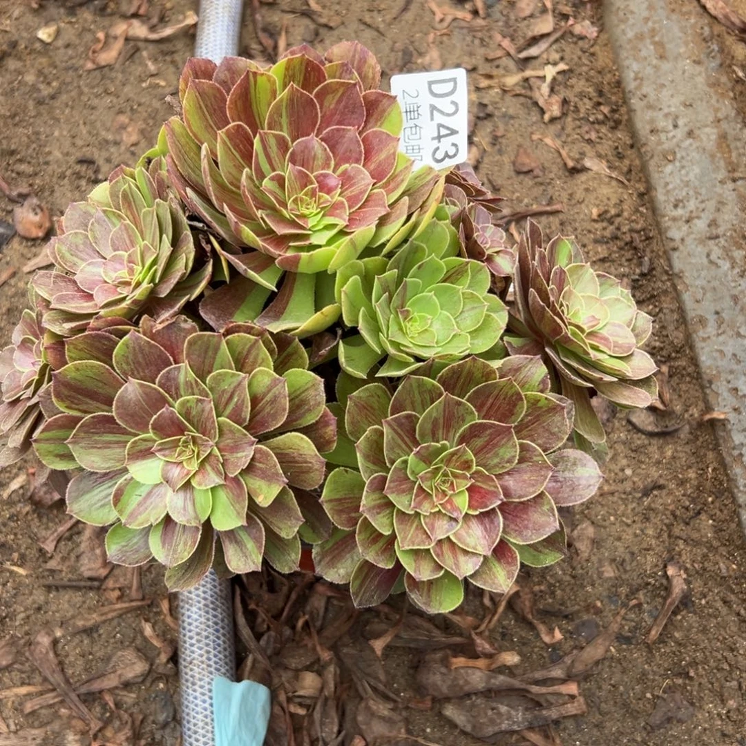 243多肉  花月夜不包断头