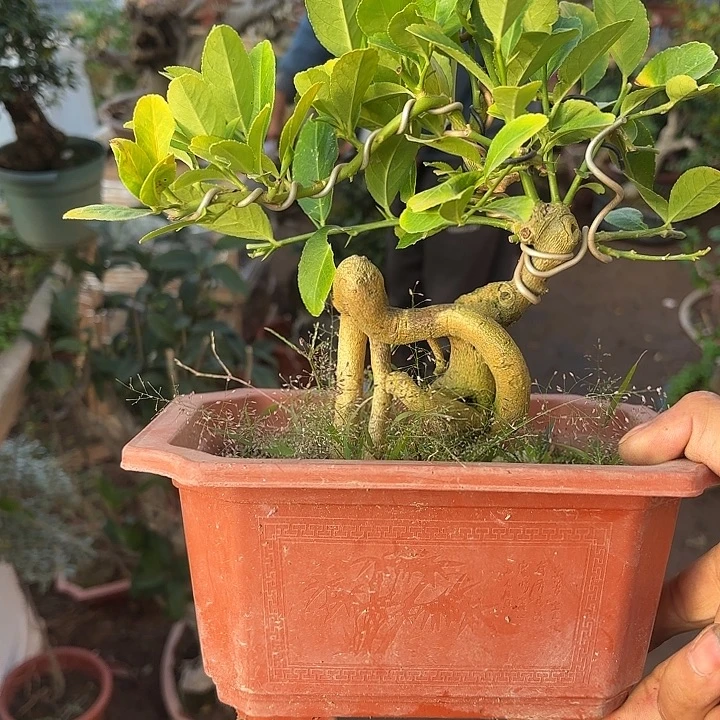 用***2无花朵哈哈哈哈哈