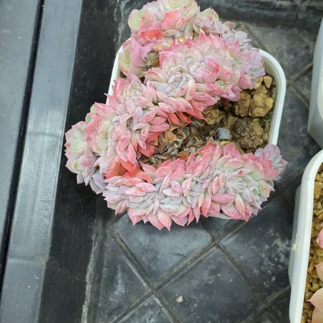 精品多肉一物一拍不包整61