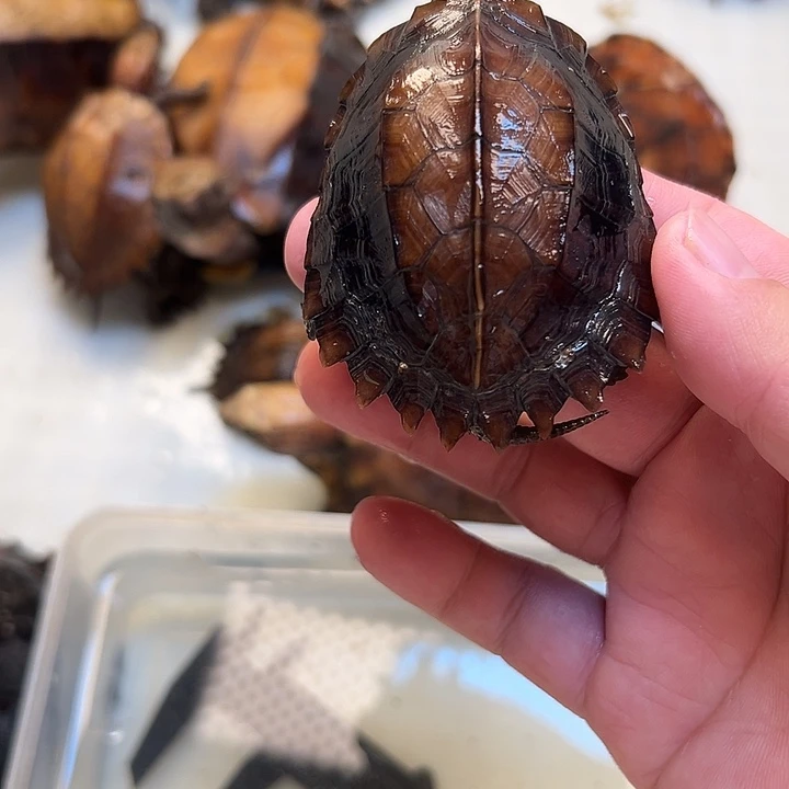 母宠物龟扯*剧院龟