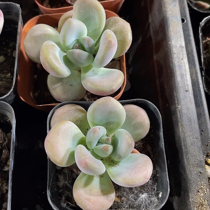 6.5方单头奥普带盆土发