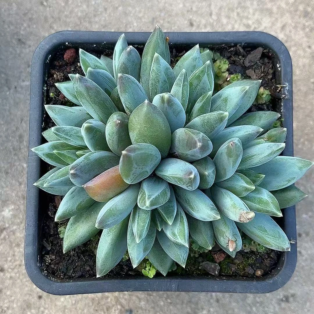 满15包邮（重楼）多肉植物 三头起 吸甲醛 净化空气 防辐射 暗纹系