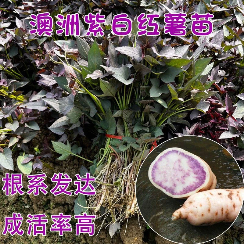 【澳洲紫白薯苗】秧苗种子高产地瓜苗原种红薯苗秧叶苗种植山芋苗