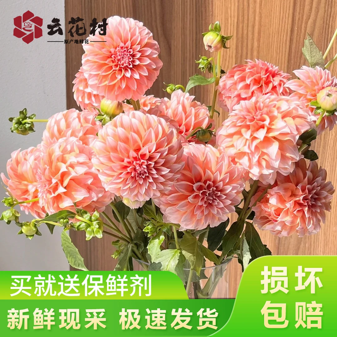 大丽花奶油桃子【全店任意满两件发顺丰京东】云南直发家用鲜花