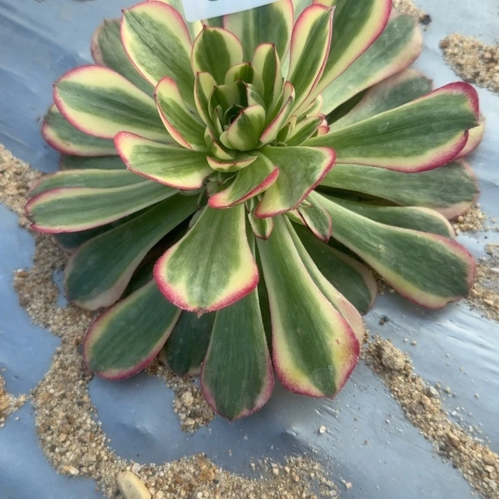 039瑶光。多肉植物