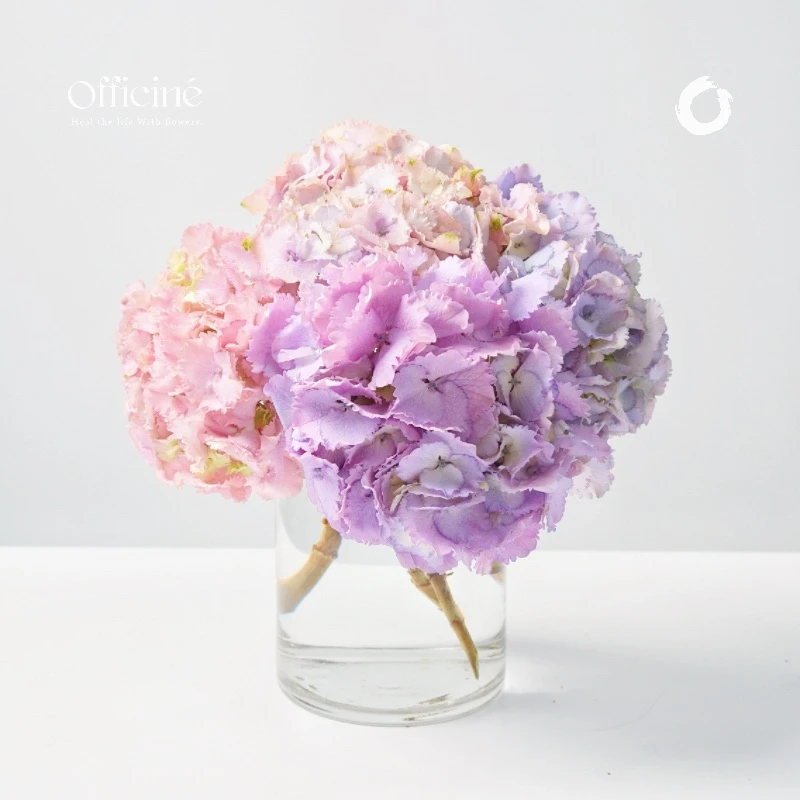 绣球 编号1921008 Officine美好花市基地直采鲜花云南直发顺丰