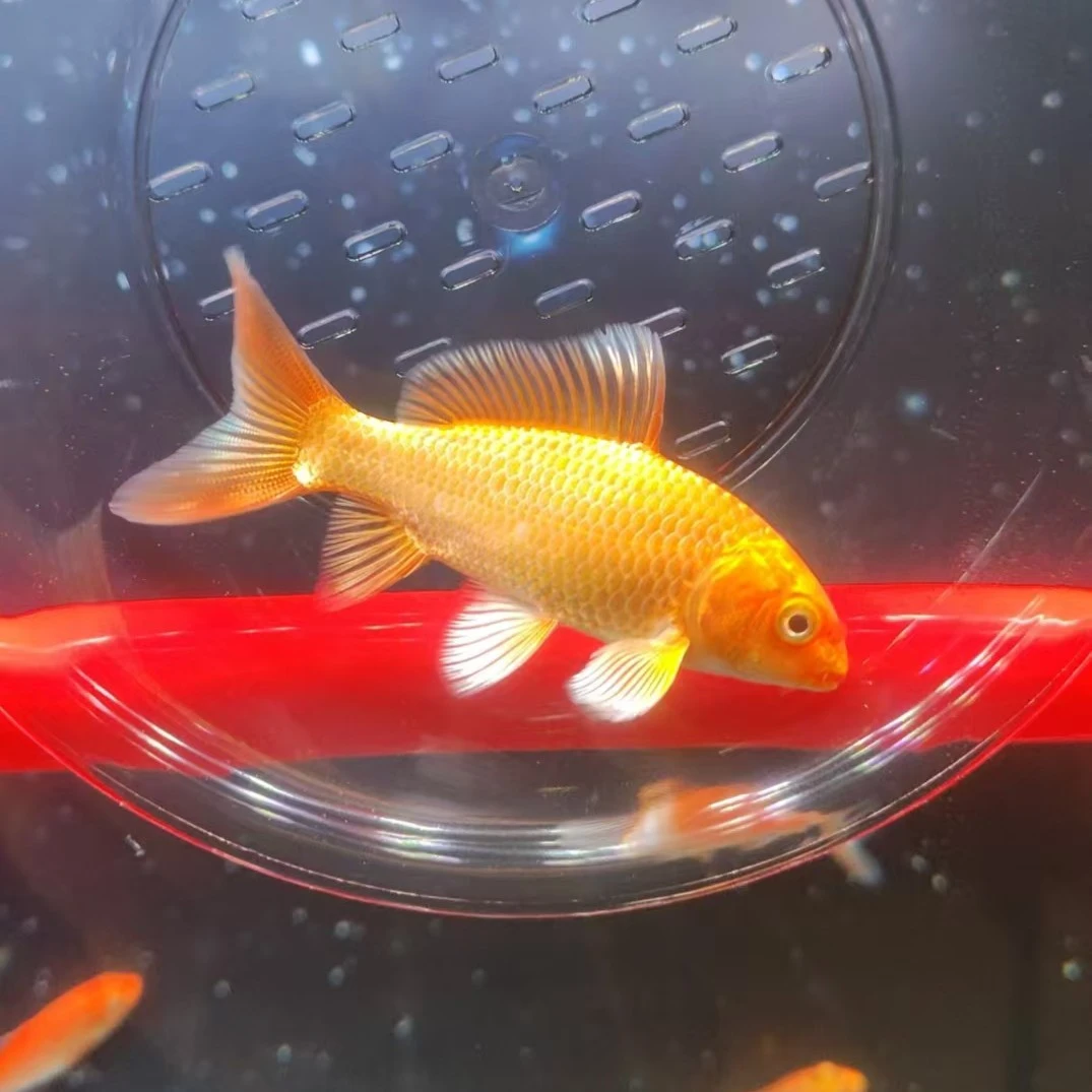 蝴蝶鲤大鳍大尾冷水观赏鱼好养耐活