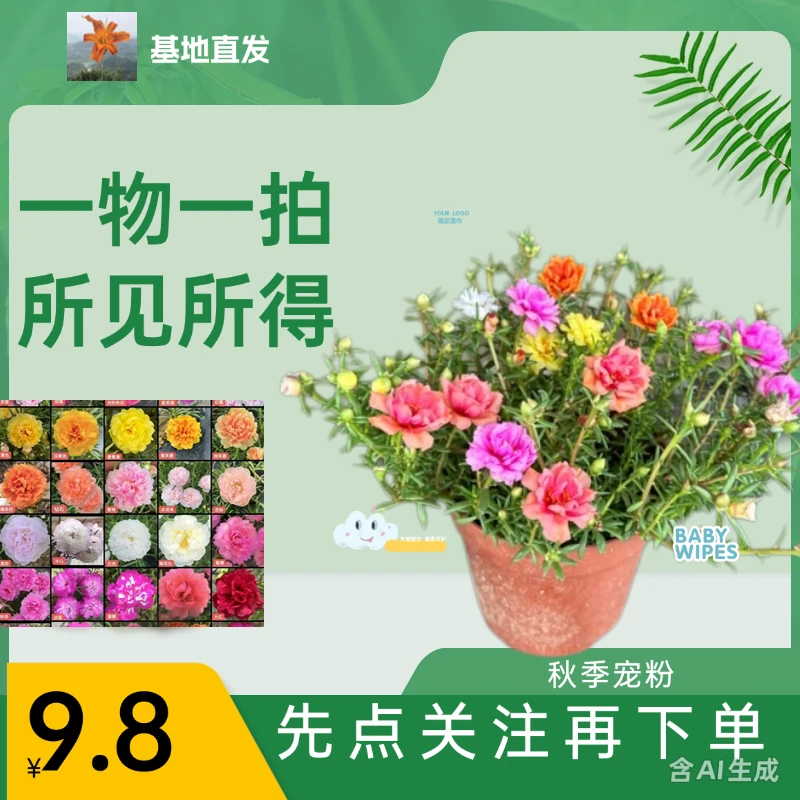 一物一拍重瓣混色太阳花苗带花苞多年生好养活室内外花卉绿植