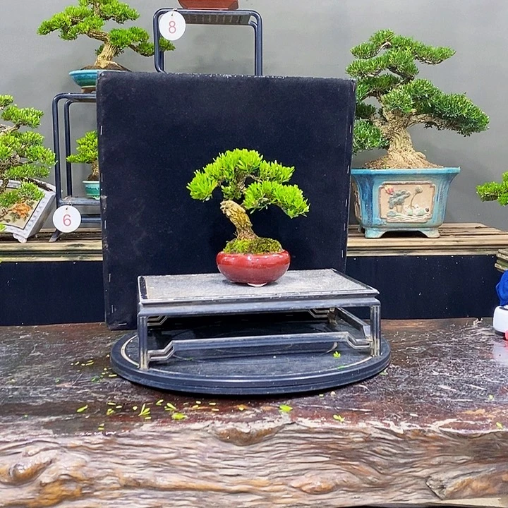 无花朵黄杨盆景四季常青