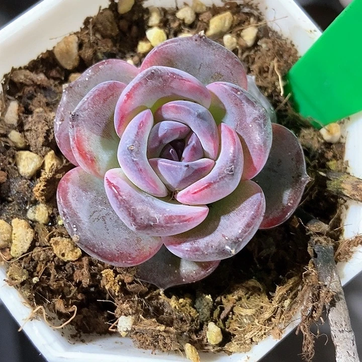 多肉黑橙子619多肉