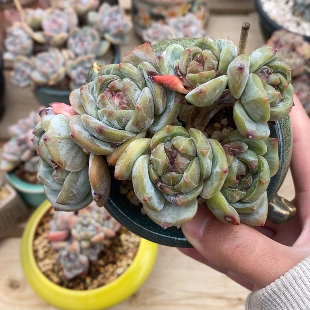 六头小树朵朵绿底紫心