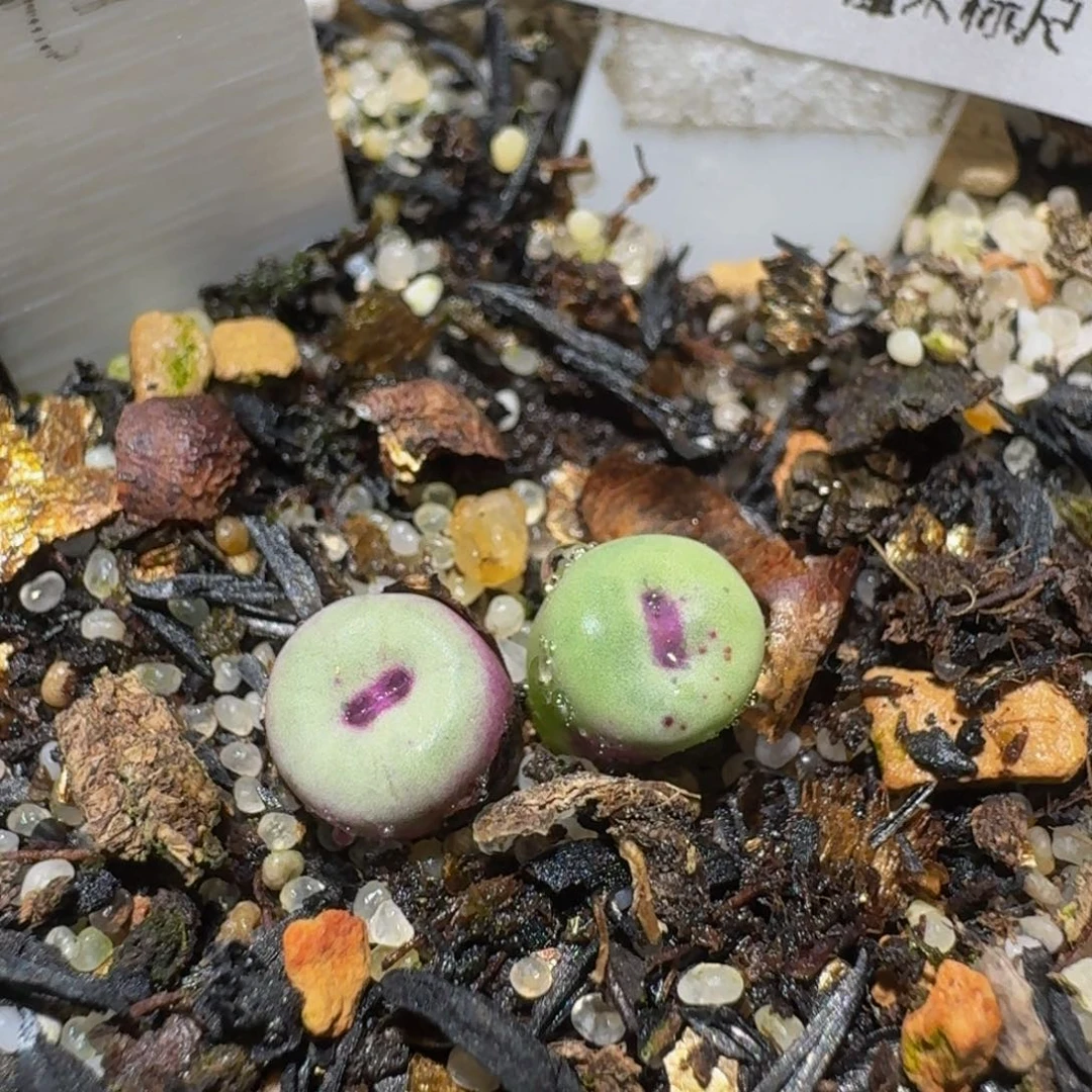 Ssss精品生石花627