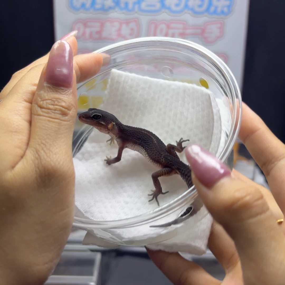 豹纹守宫 黑夜守宫
