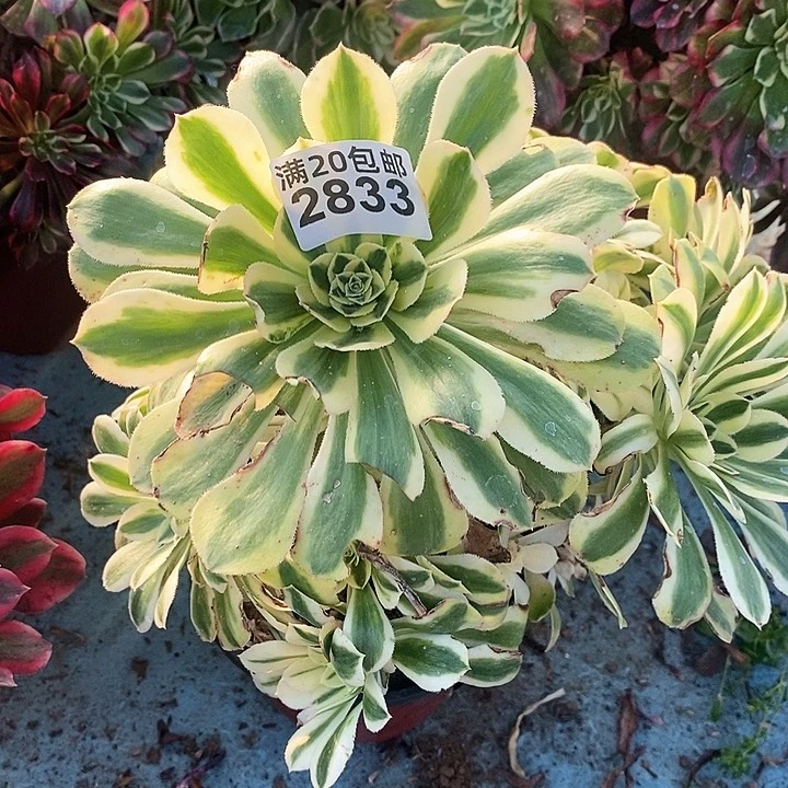 2833 一颗保时捷法师