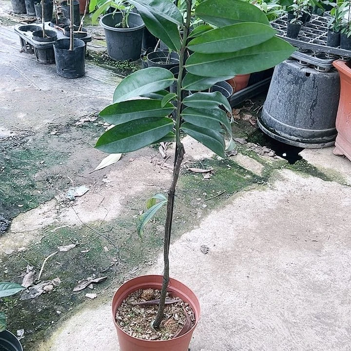 珍珠芭乐做**己247888888