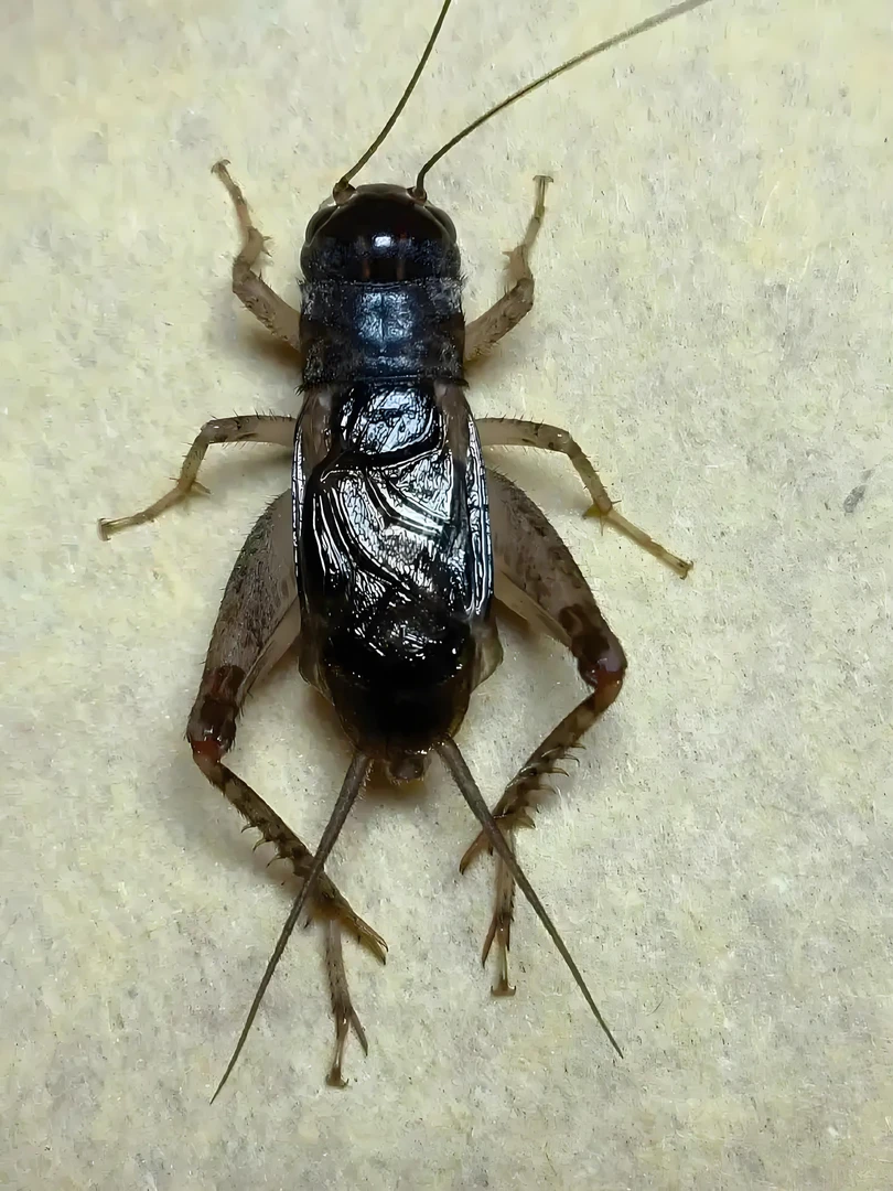 野生蟋蟀，乐陵，宁津