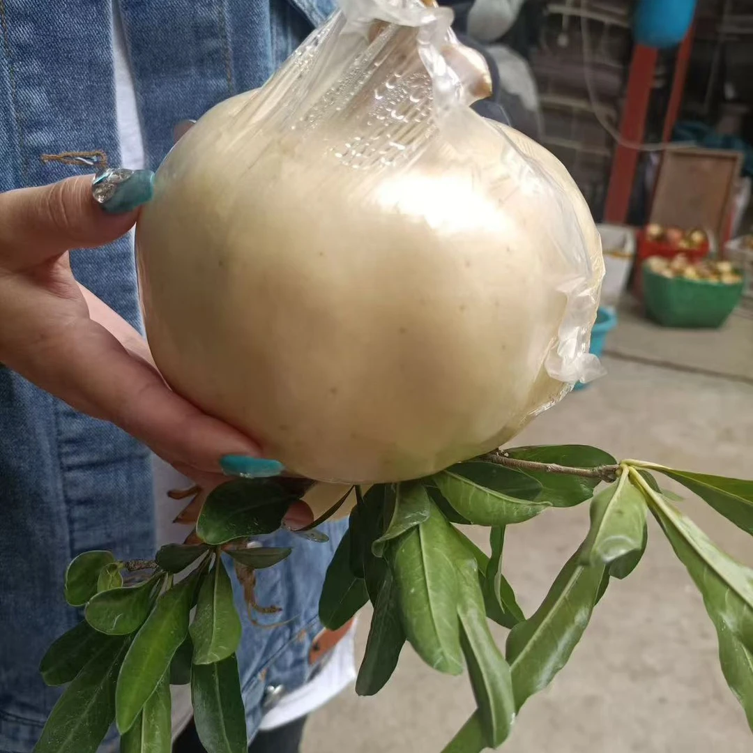 九宫格礼盒装怀远白花玉籽石榴精选优质果口感好