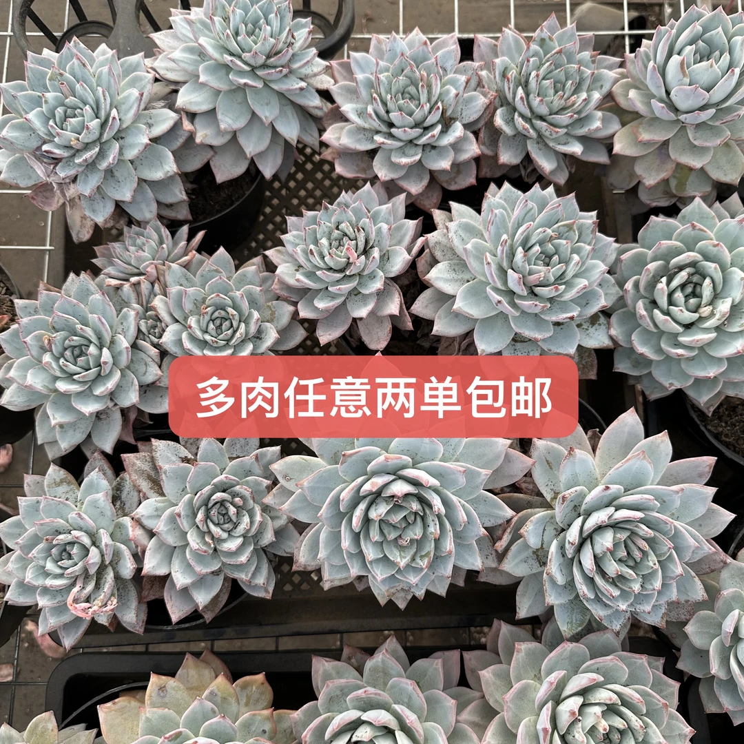 老桩群生大粉蓝鸟 脱土发（ 实物以直播间展示为准任意两单包邮）