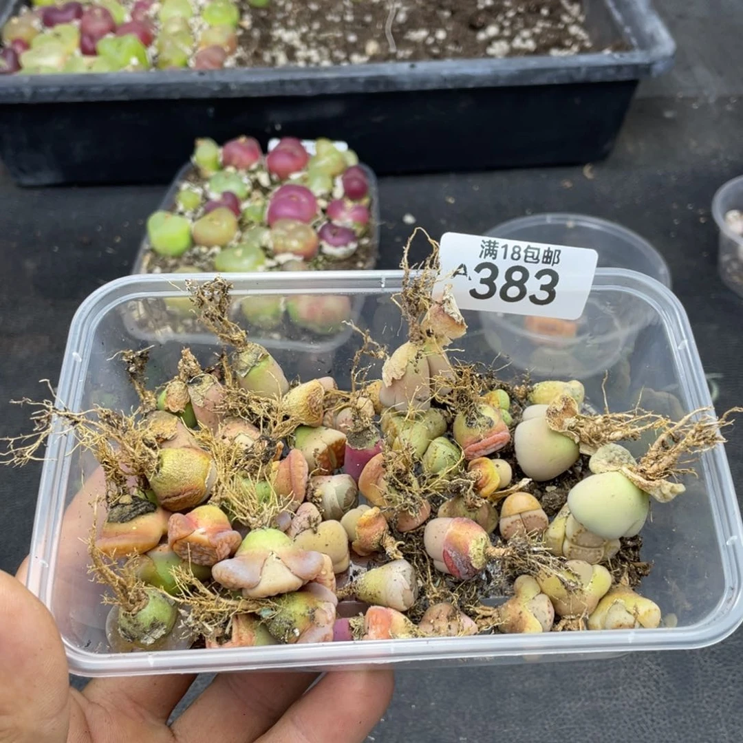 ?****o000000000000000000383