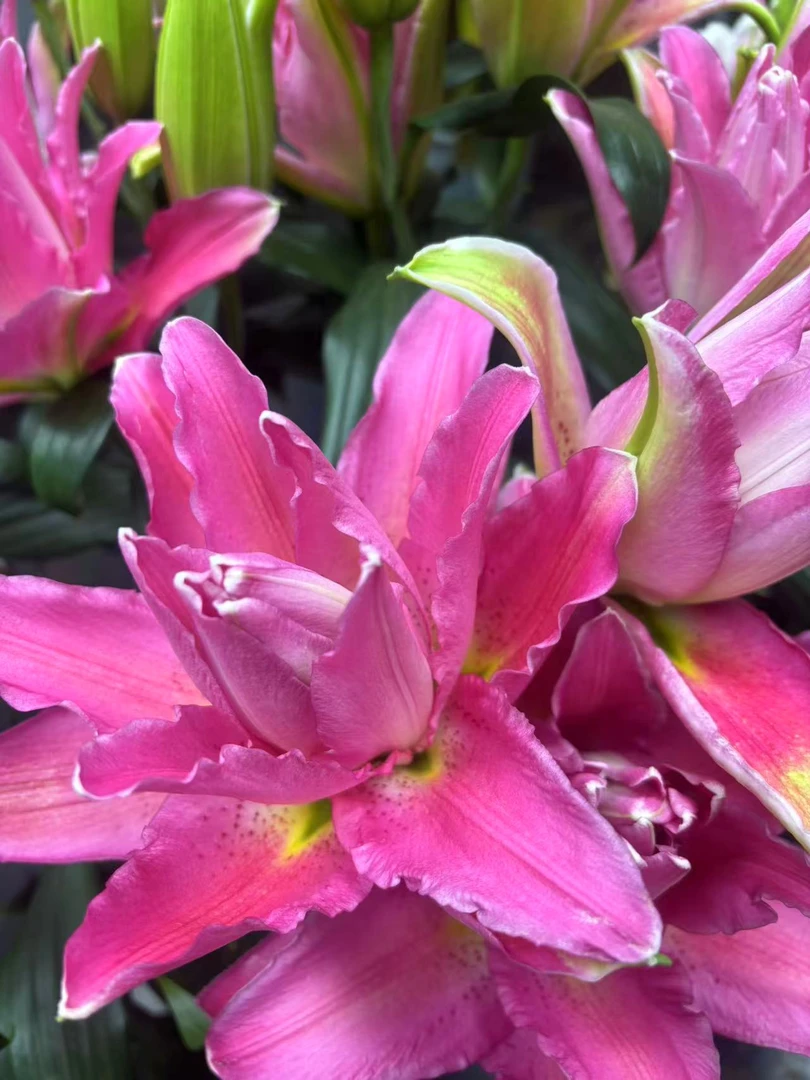 四季可种1颗 14/16【红色重瓣】庭院阳台重瓣香水百合种球