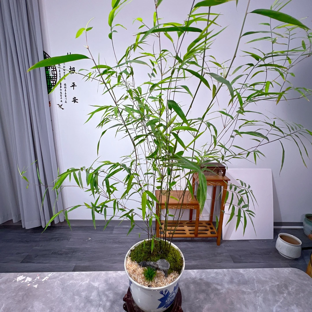 内门竹室内盆景精品绿植盆景兰花草
