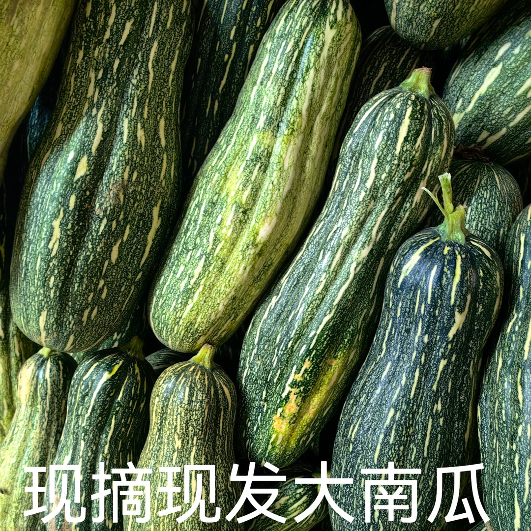 现摘大南瓜新鲜蔬菜倭瓜菜花皮南瓜花南瓜可去皮炒菜或者煲汤炖鸡