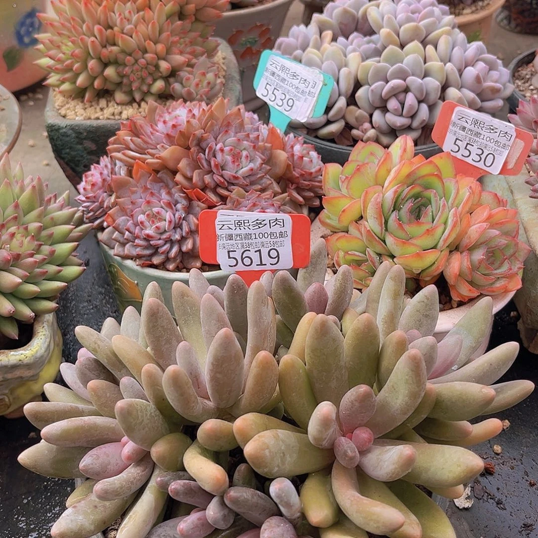5619糖果美人多肉植物