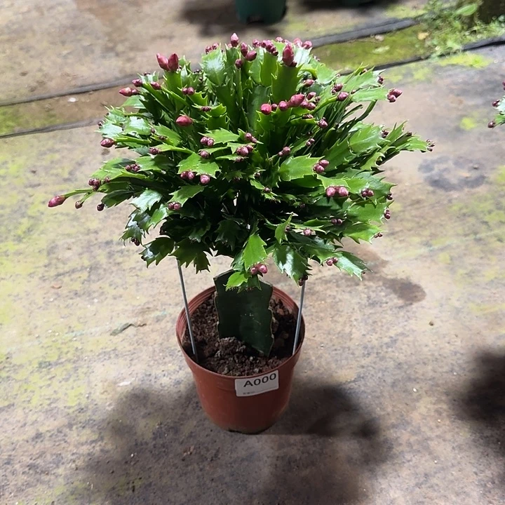 浴***椿大部分开放少量花苞000嫁接红色