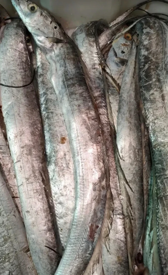 摘网破肚渤海刀，介意勿拍（3条低温速冻顺丰包邮）