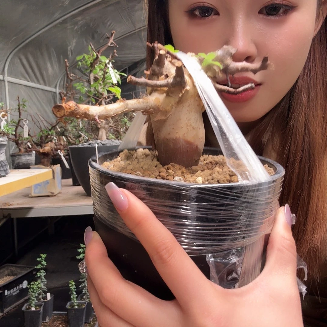 马萨比特免费寄养