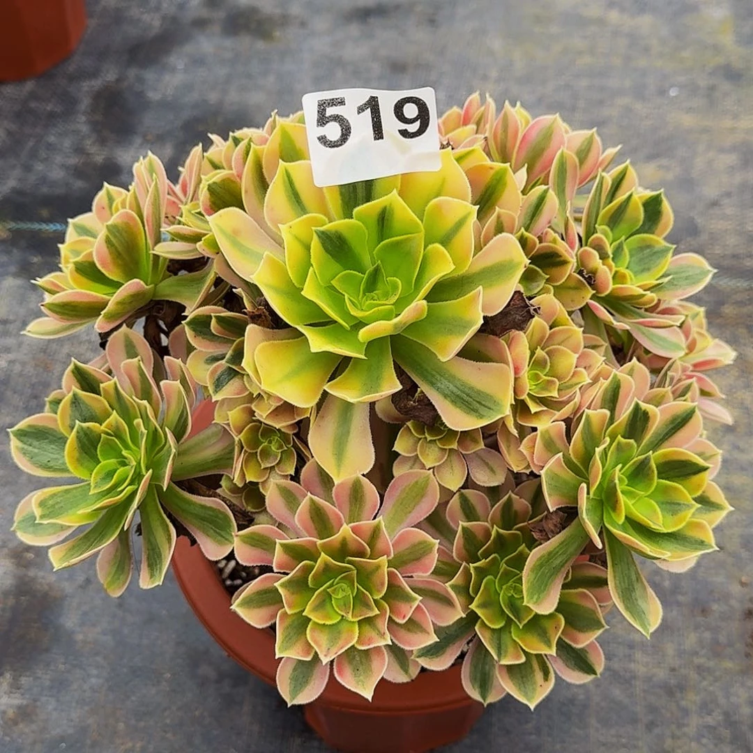 519男神法师植物多肉