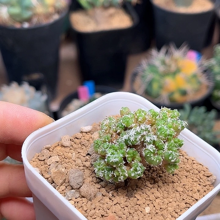 无花朵长城娇丽石化