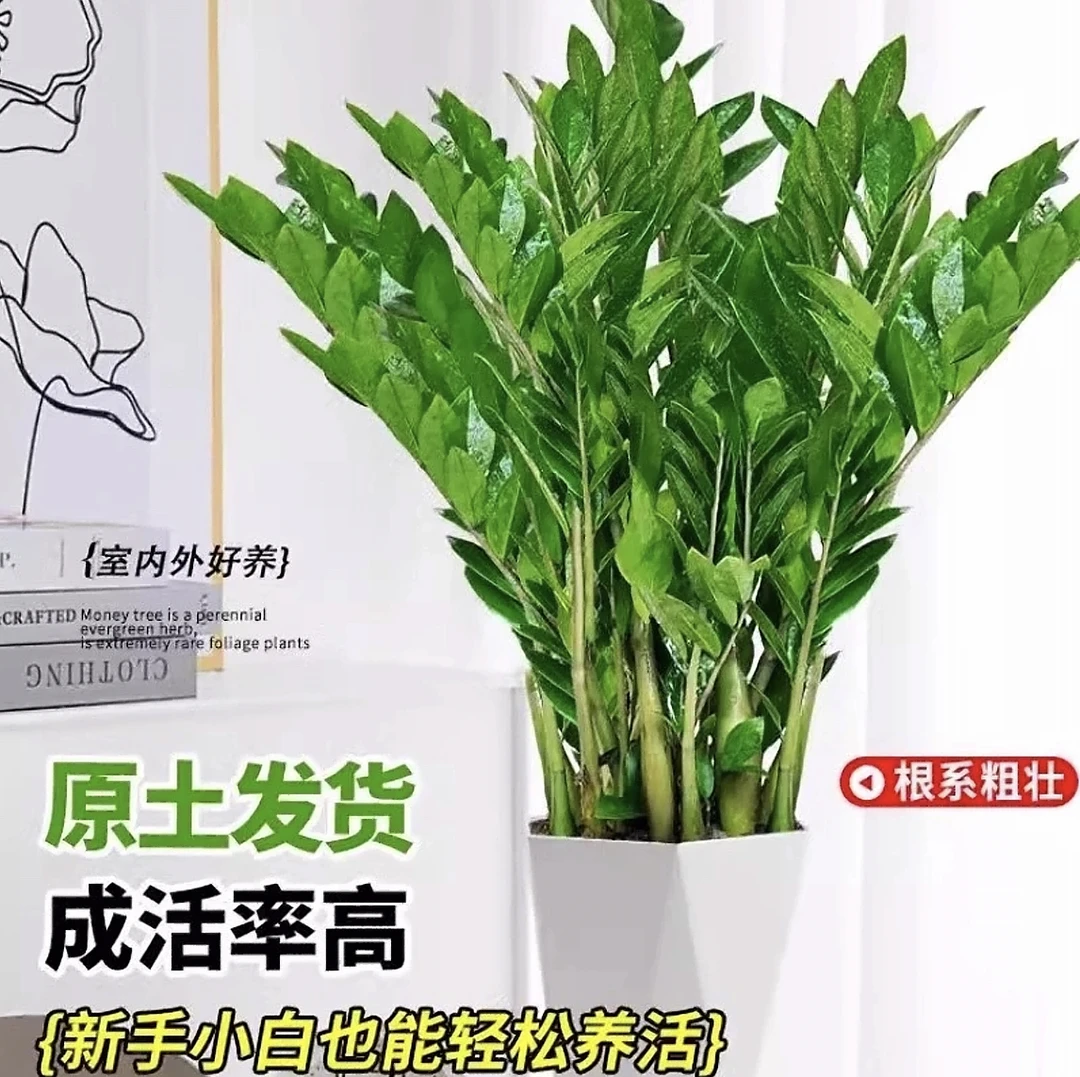【A级】原土盆60-70CM金钱树绿植盆栽好养活办公室绿植送礼净化空气