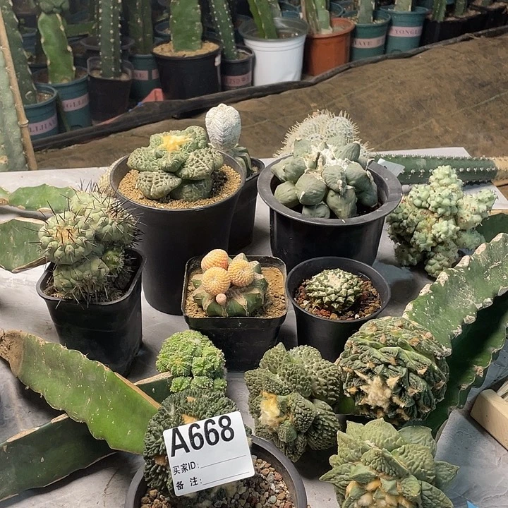 完全开放668龟甲至鹤