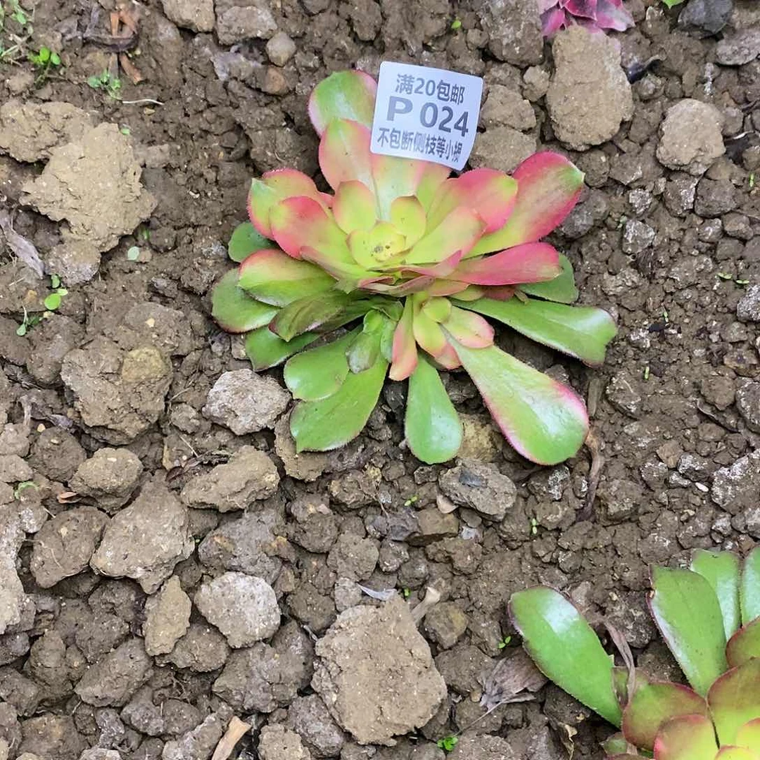 024韶羞七彩多肉法师锦