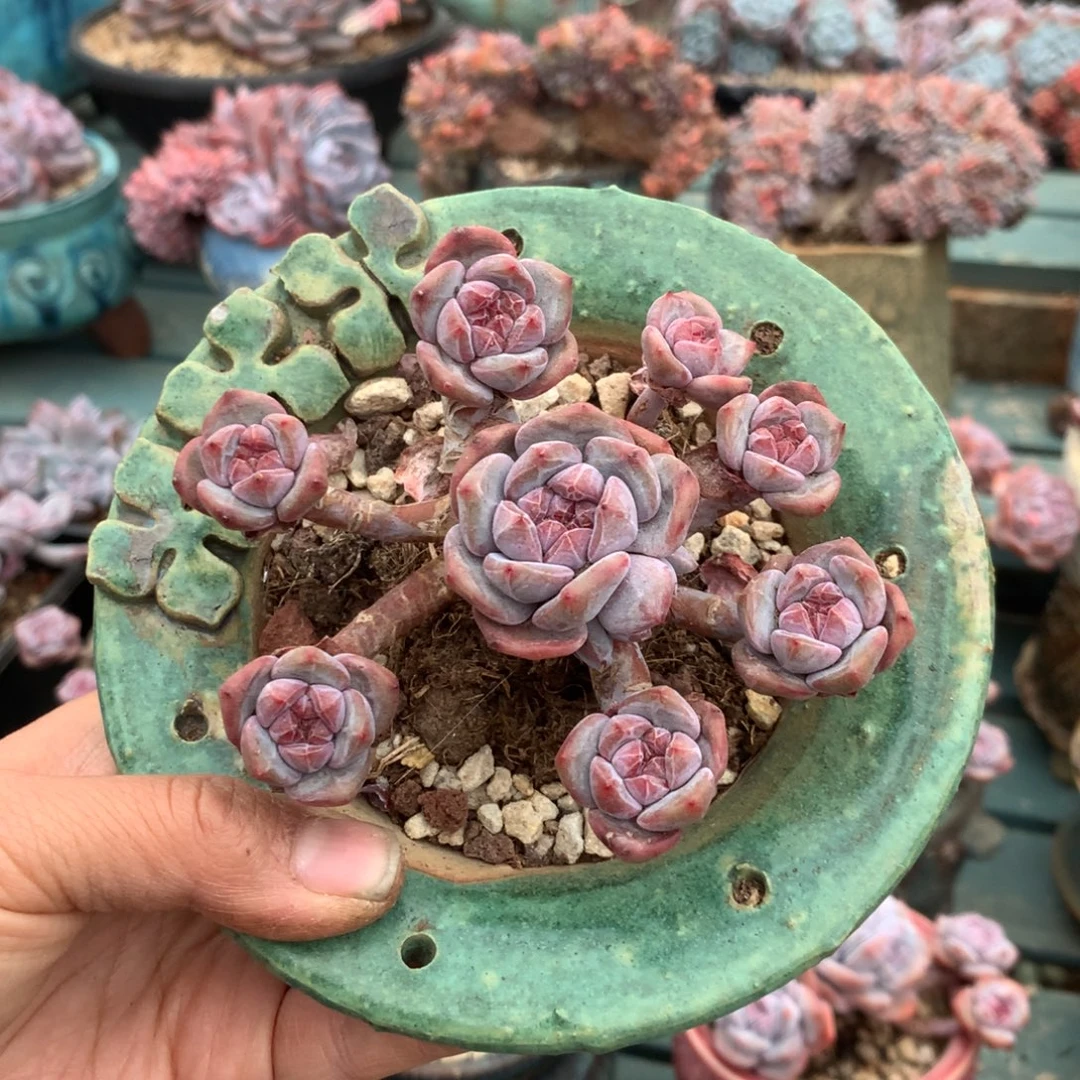 无花朵好运来哈哈哈哈哈哈哈哈