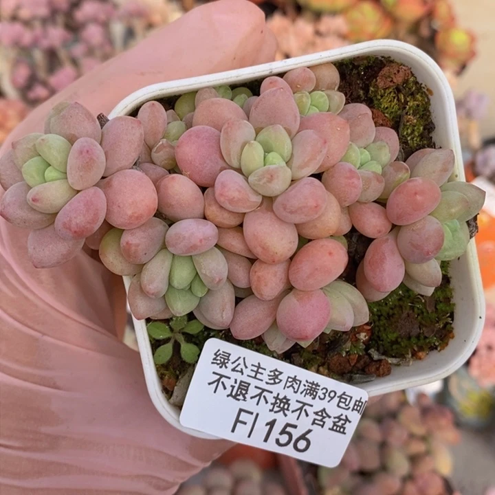 樱花洛神8cm156多肉植物