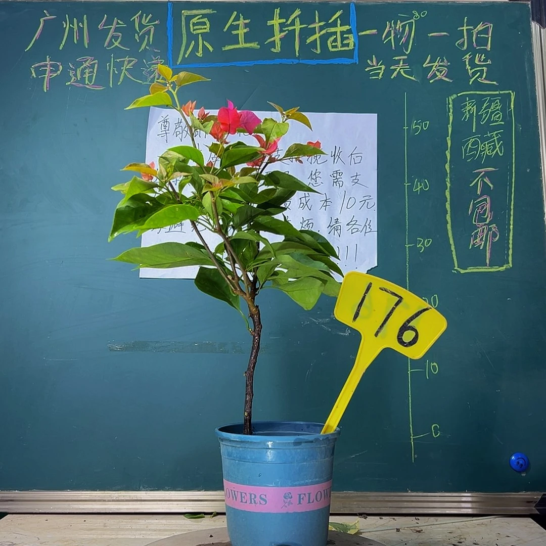 当前无花栽培后可以开花 同安红  176
