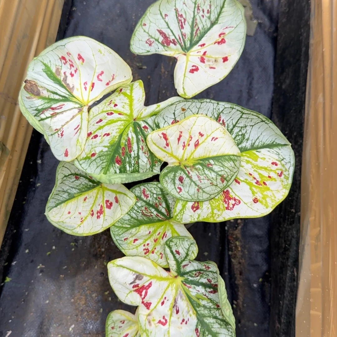 完全开放泰彩三轮