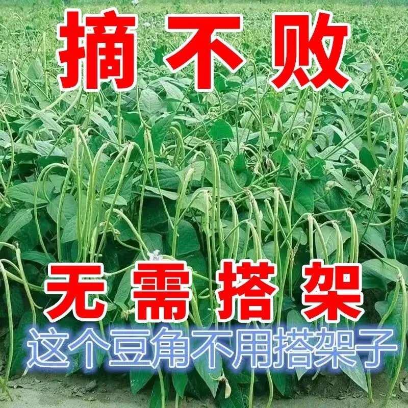 【工厂直发】摘不败无架长豆角种子不用搭架子的长豆角蔬菜种籽春种