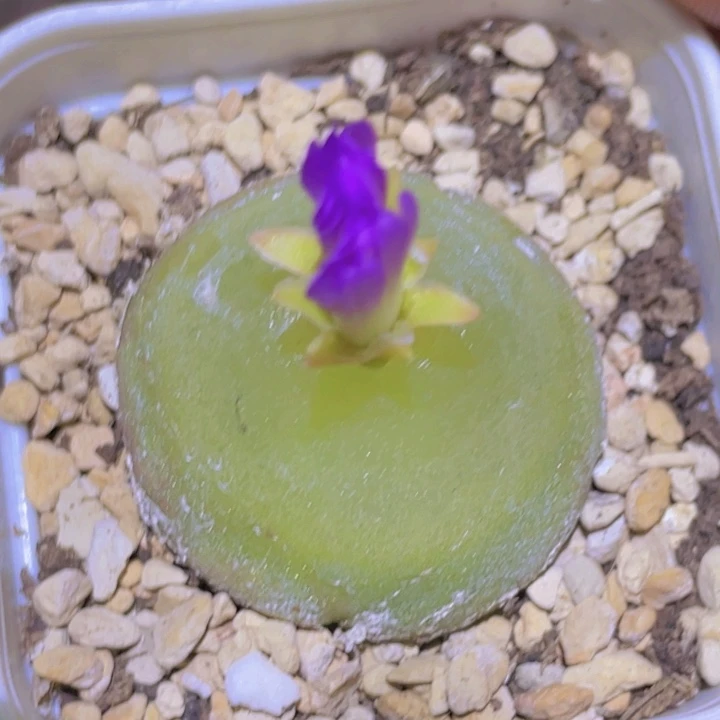 灯泡大母本3.4公分
