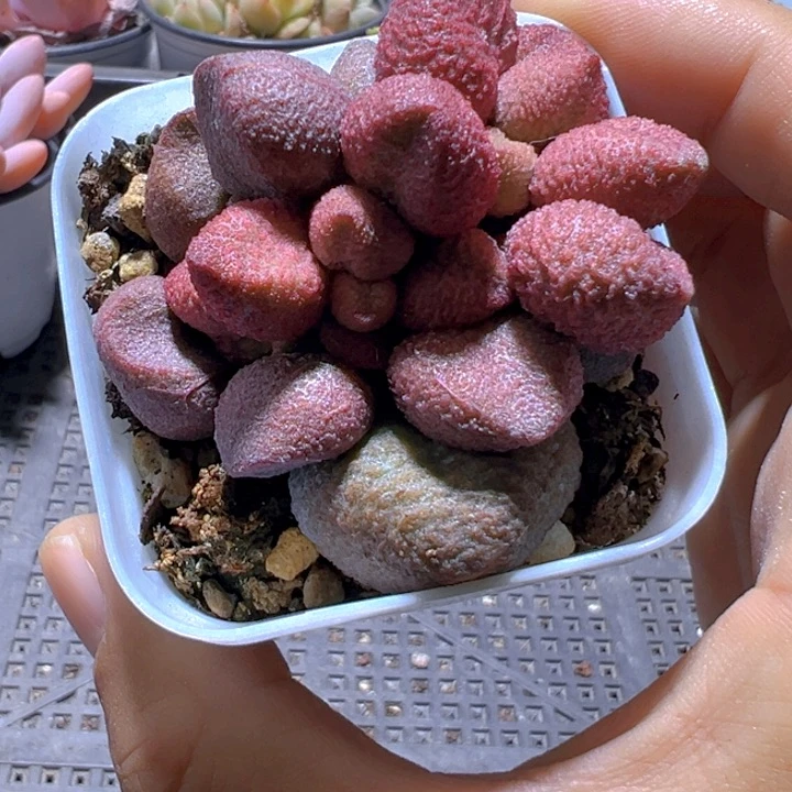 水蜜桃水泡【一物一拍】两单包邮