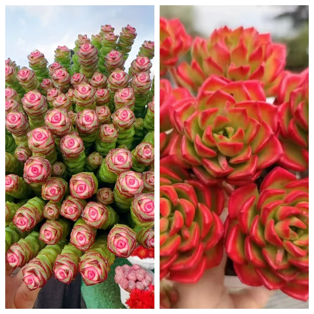 X钱串+蒂亚  好看好养 云南基地直发 带盆带土