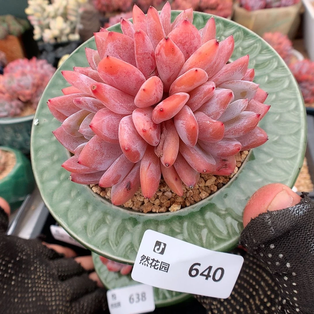 640雪天使多肉植物6666