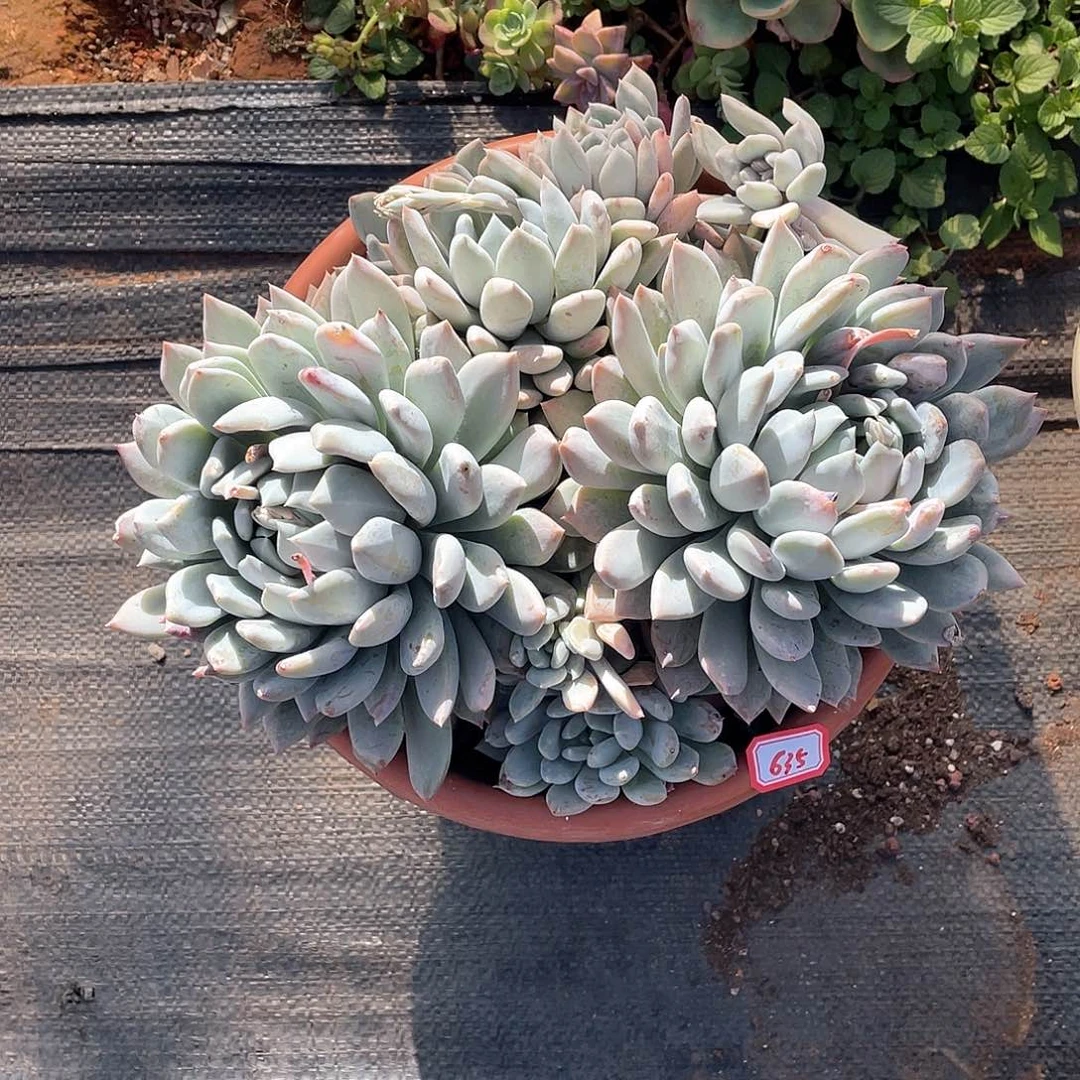 635胖美人一物一拍多肉