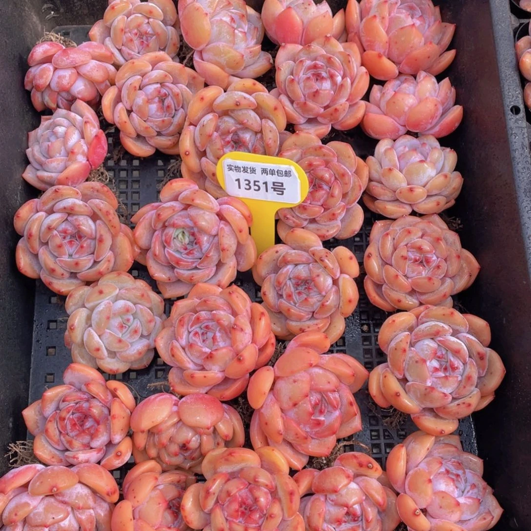 1351号 宽叶包包韩橙单头三个