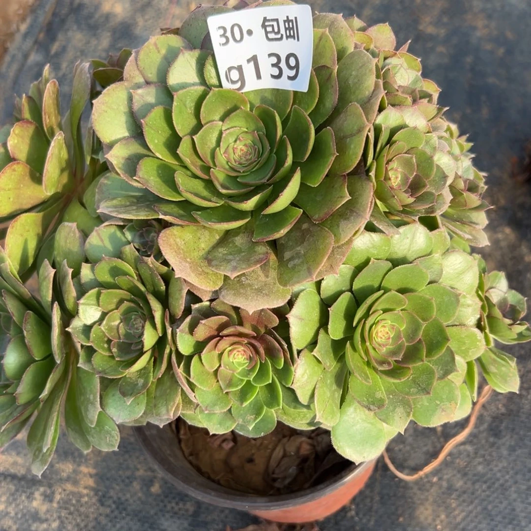 139沙拉碗多肉法师