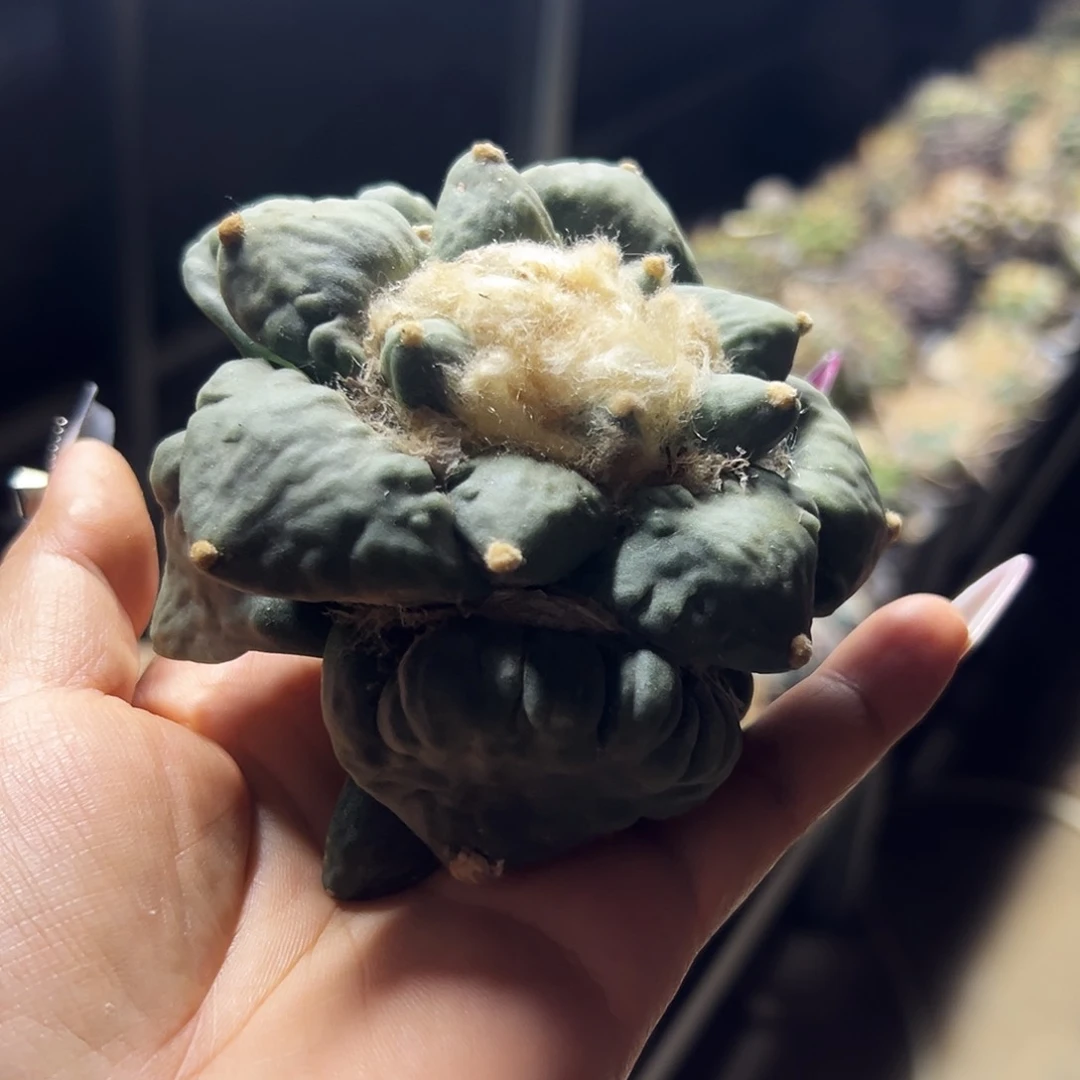 牡丹仙人球1111111111