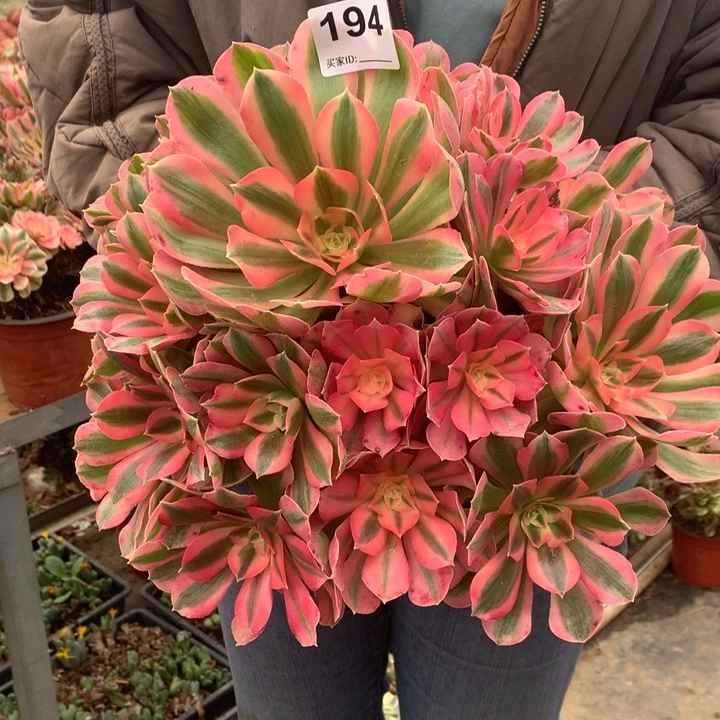 194粉女巫多肉法师